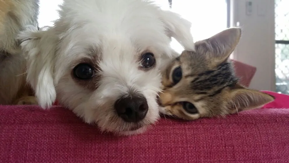 White terrier and tabby kitten — Original Photo